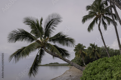 Palm trees leaning over a deserted beach in Molokai  Hawaii