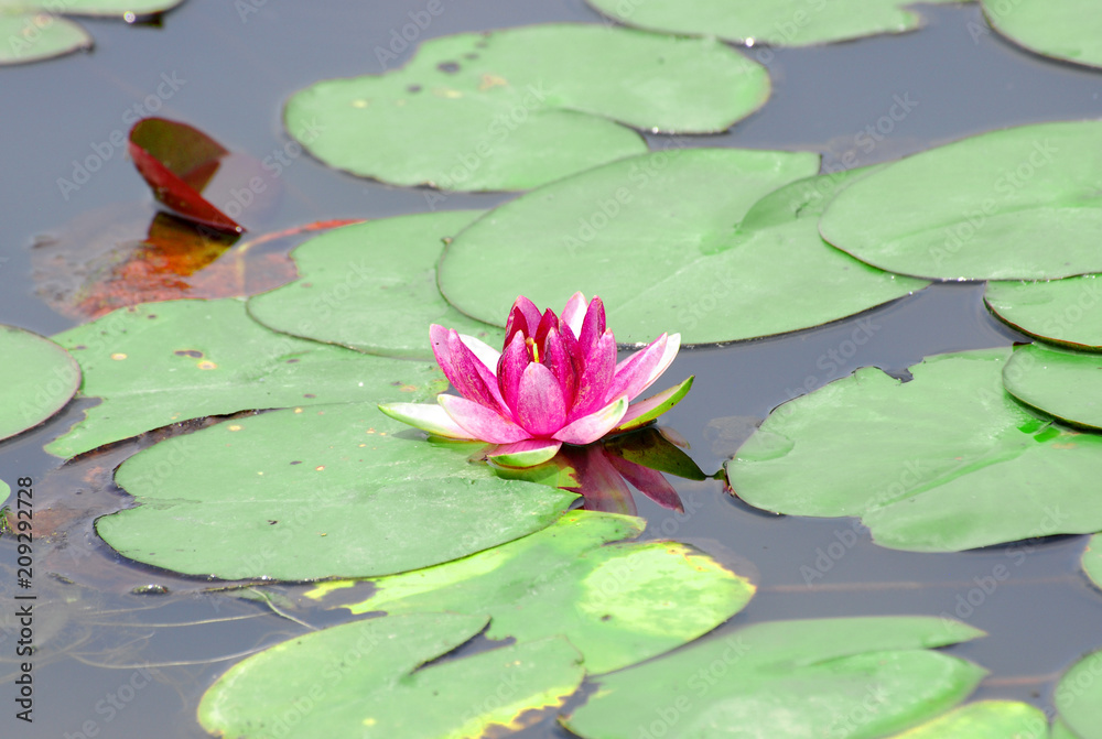 blooming red water lily and leaves in the pond blooming red water lily and leaves in the pond