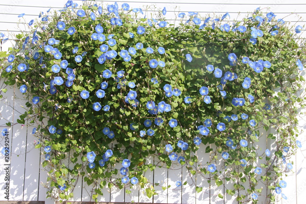 Φωτογραφία morning glory