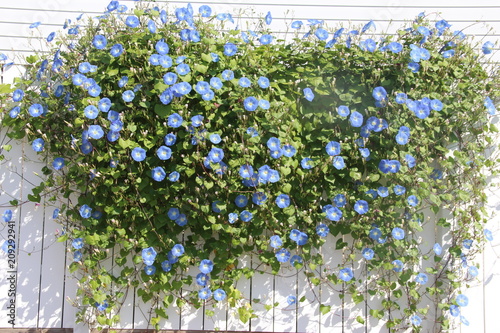 Foto morning glory