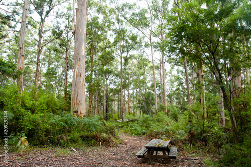 Karri Trees in Gloucester National Park - Pemberton - Australia photo