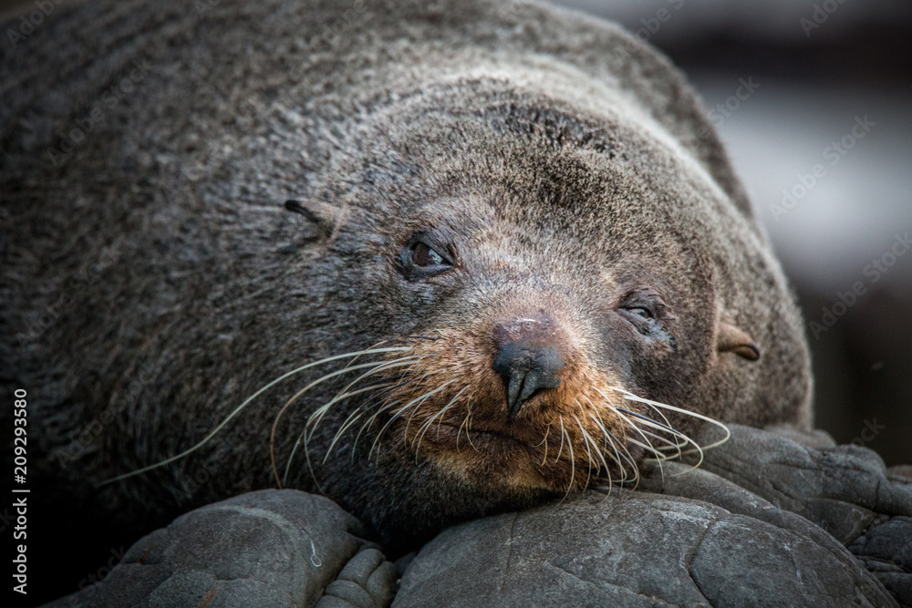 Fototapeta premium Coastal scene - seal resting on a rock
