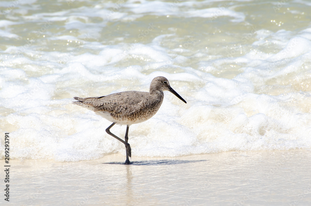 Shore Bird in Surf Shore Bird in Surf