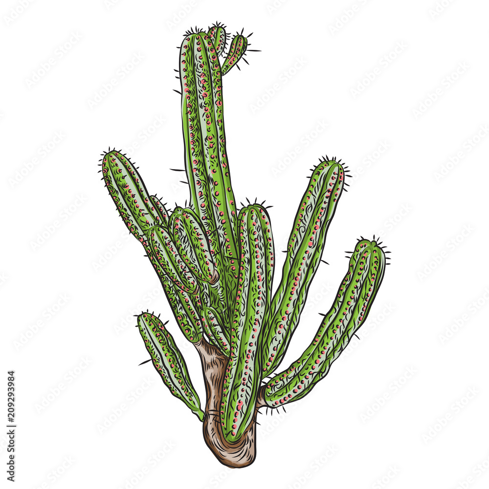 Bright vivid cacti cactus or exotic desert plant succulent. Vector. Bright vivid cacti cactus or exotic desert plant succulent. Vector.