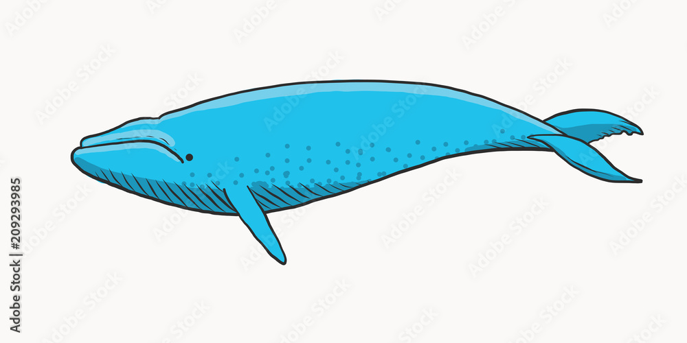 Fototapeta premium Blue whale cartoon
