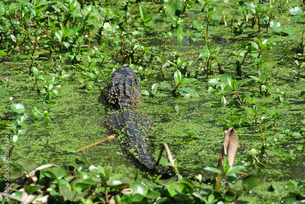Aligator Aligator