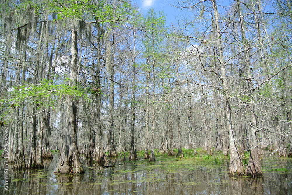 Fototapeta premium Swamp trees