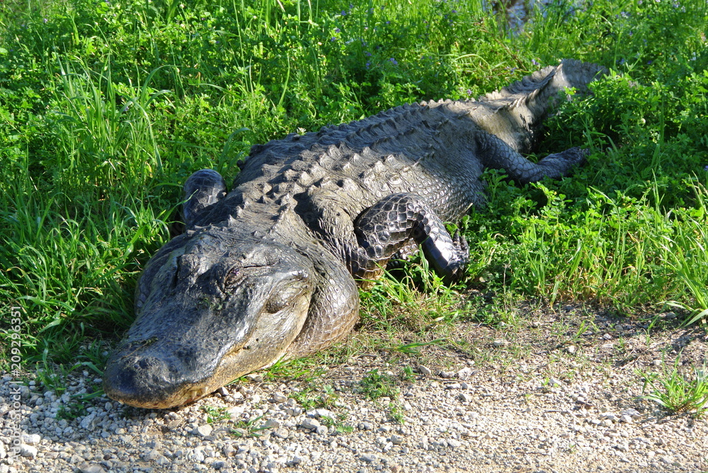 Obraz premium Aligator