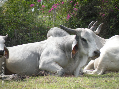 Cow sitting down