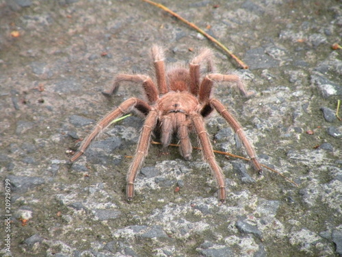 Tarantula