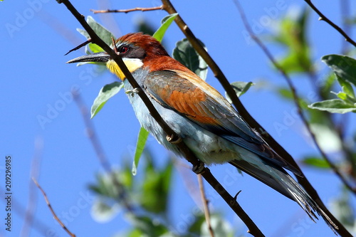 colorful bird with straightened wings, bee eaters The European bee-eater is an incredibly colourful bird with an unmistakable appearance.  In breeding plumage, it has a rich chestnut crown that blends photo