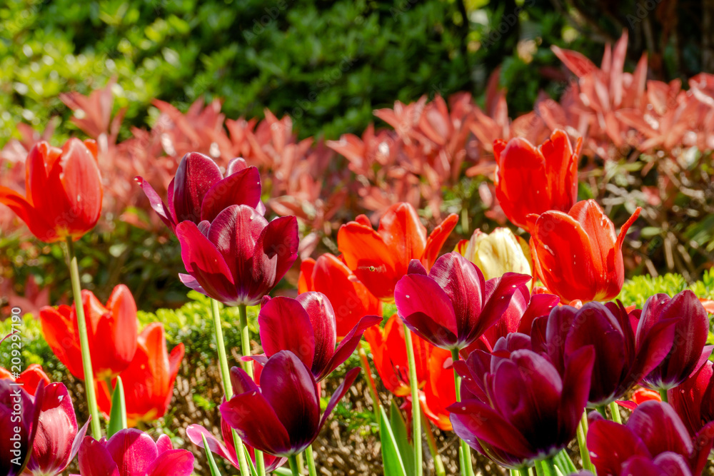 Fototapeta premium Beautiful deep red and orange tulips in the botanical garden, Closeup