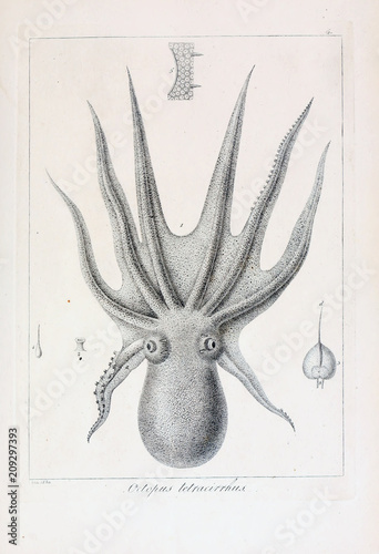 Illustration of animal