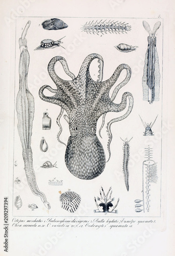Φωτογραφία Illustration of animal