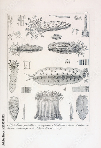 Fotografie Illustration of animal