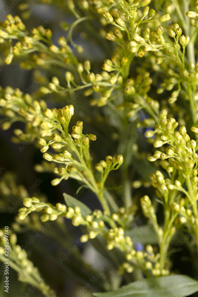 Yellow Flowers, stems and leaves of the Casia Plant Yellow Flowers, stems and leaves of the Casia Plant