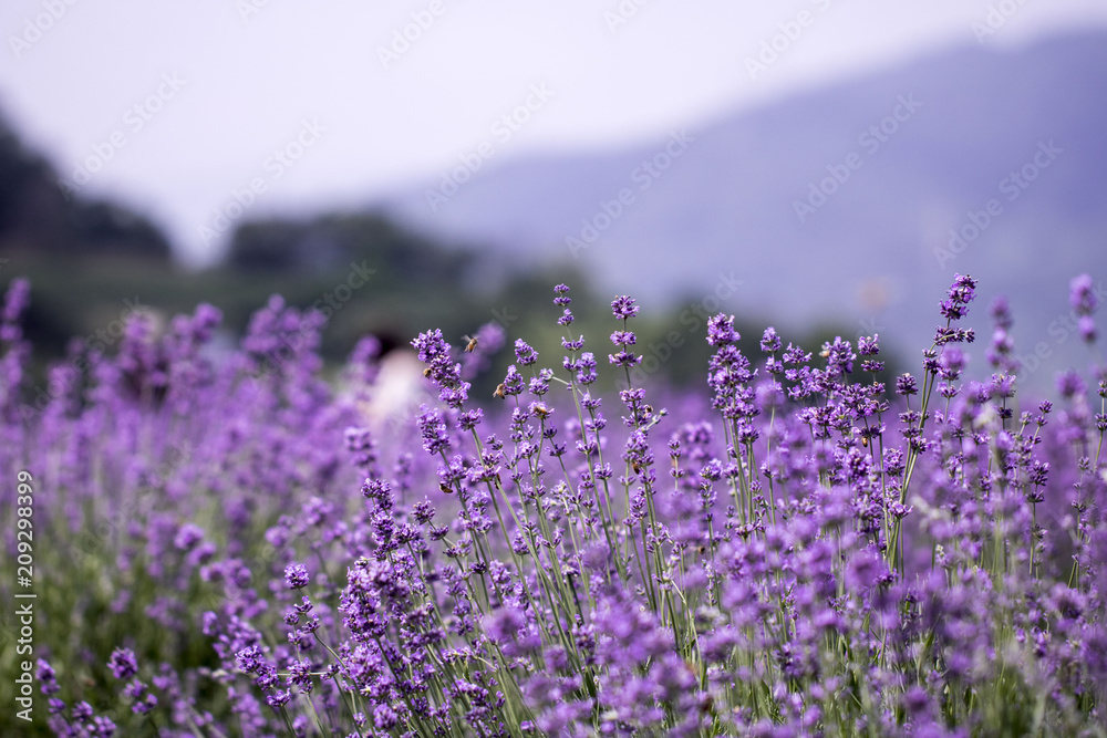 Sunset over a violet lavender field 