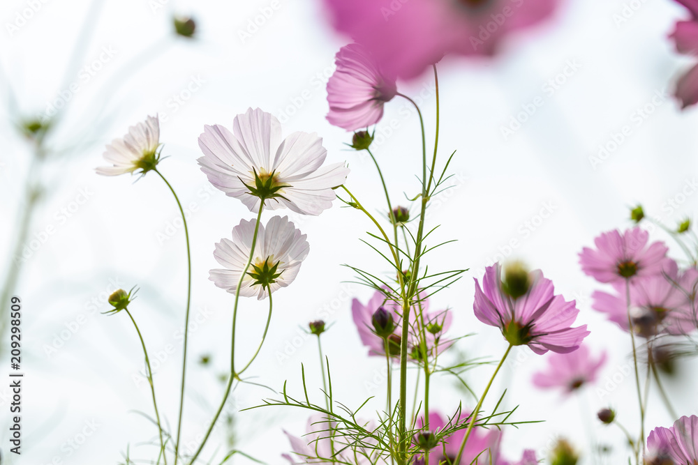Fototapeta premium Cosmos fields, Nakhon Ratchasima Thailand