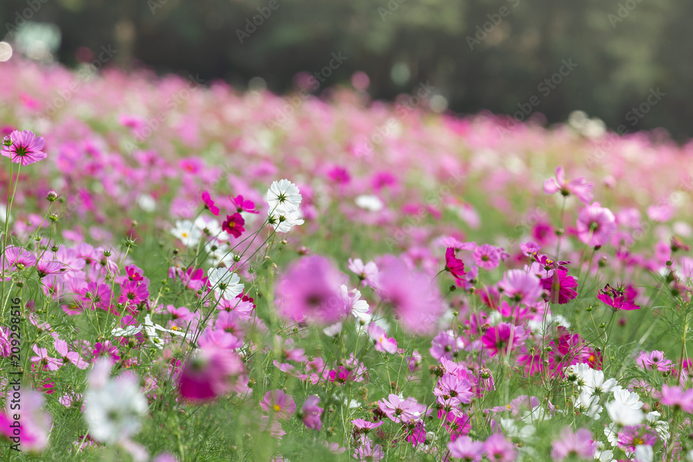 Cosmos fields, Nakhon Ratchasima Thailand Cosmos fields, Nakhon Ratchasima Thailand