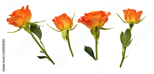 Set og orange rose flowers and buds