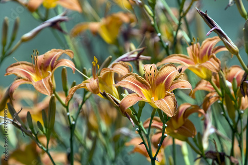 Lilies - Roadside