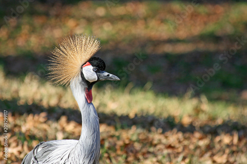 East African Crowned Crane in profile