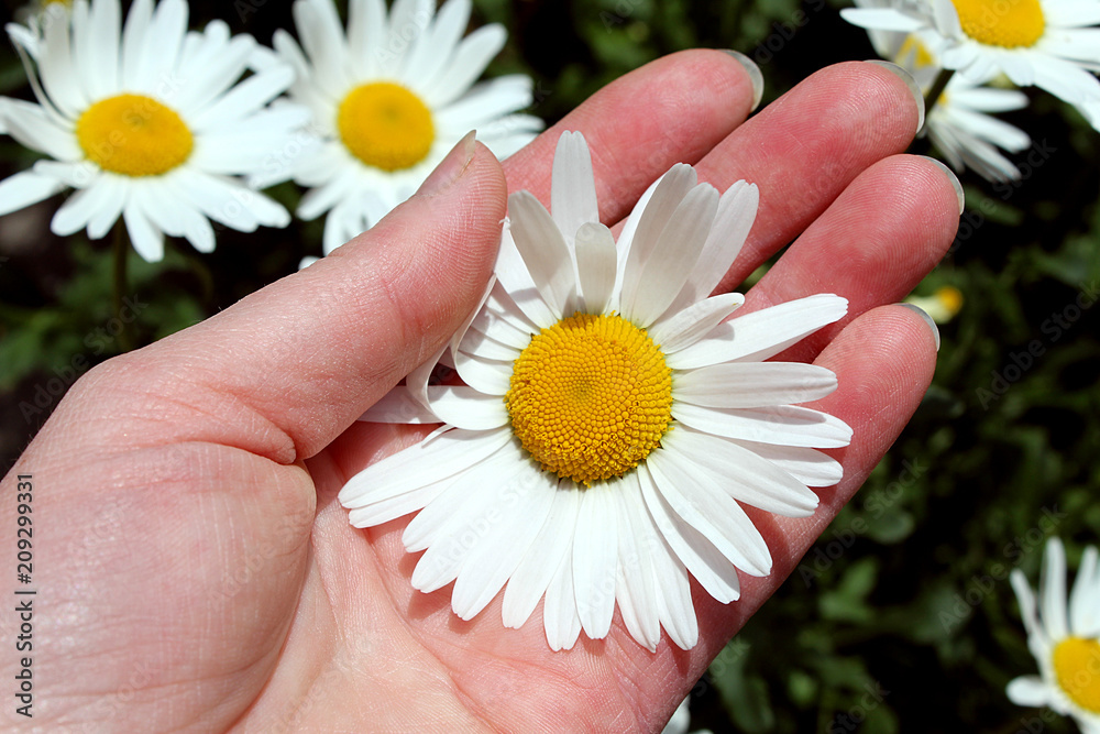 hand holds a white daisy flower in summer hand holds a white daisy flower in summer