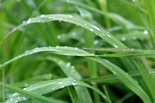 green high grass with drops of water after rain