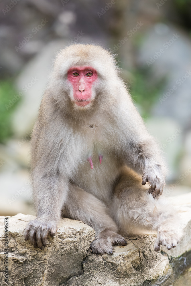 Jigokudani Monkey Park , monkeys bathing in a natural hot spring at Nagano , Japan