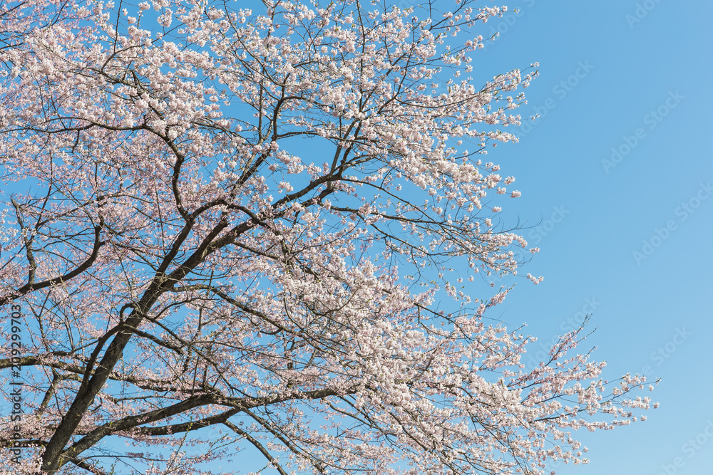 Japanese Sakura cherry blossom in spring season