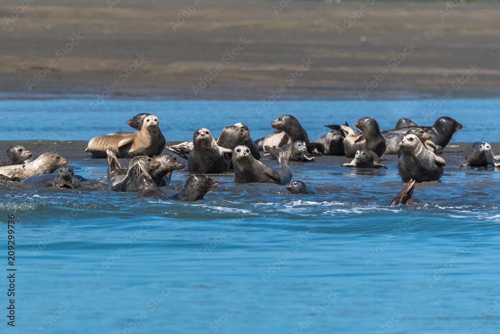 Colony of harbor seals lying on the sand in California, with the babies playing in the mud
Colony of harbor seals lying on the sand in California, with the babies playing in the mud