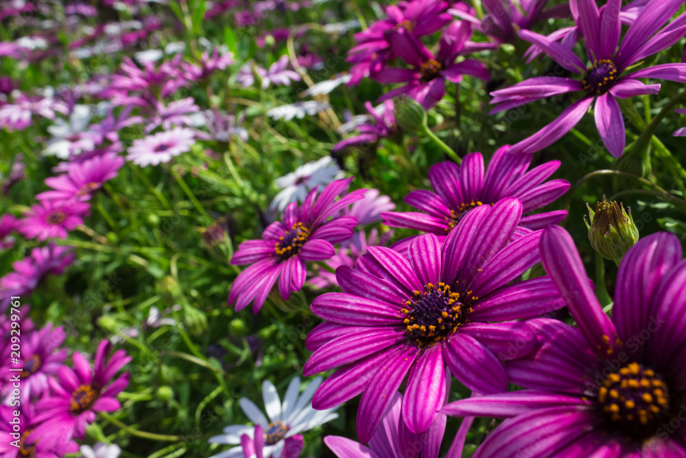 Gorgeous field of purple and white African daisies or osteospermum species.