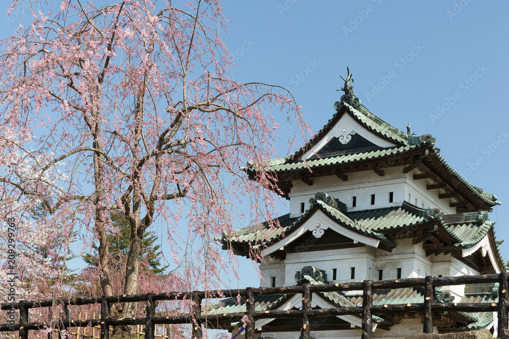 Fototapeta premium Hirosaki castle and Sakura cherry blossom tree in spring. Hirosaki castle tower is not that big but it’s the only one castle tower in Tohoku area which rebuilt at Edo Period.