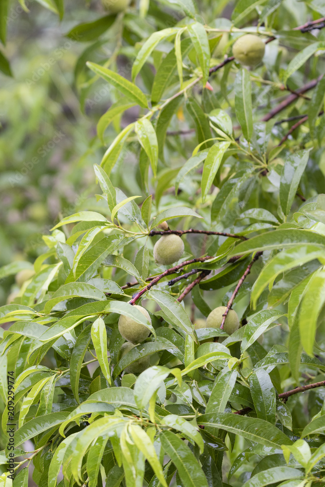 Small green fruits of peaches in the rain. Small green fruits of peaches in the rain.