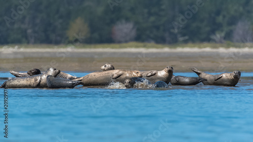 Colony of harbor seals lying on the sand in California, with the babies playing in the mud 