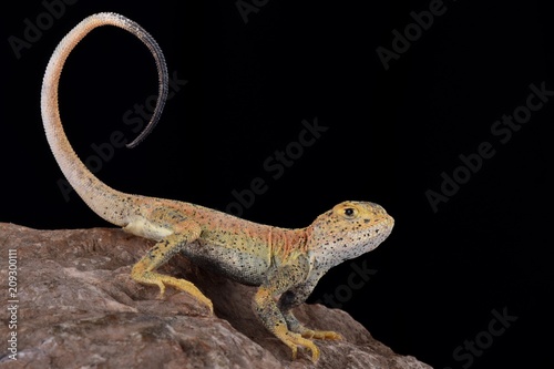 Bilde på lerret Toad headed agama (Phrynocephalus prewalski)