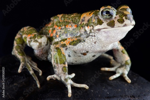 Italian green toad (Bufotes balearicus,)