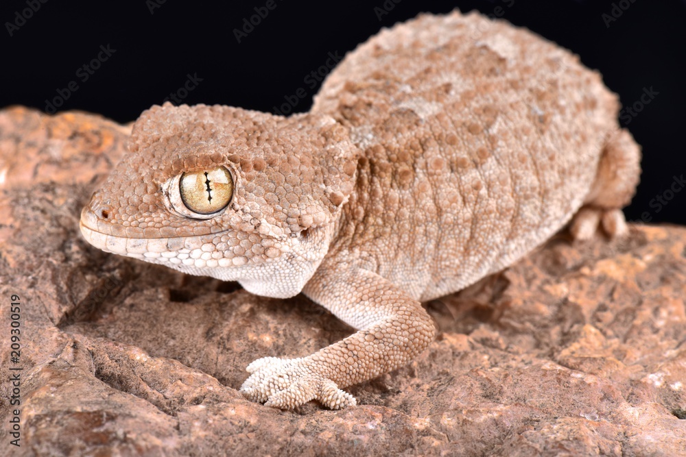 helmeted gecko (Tarentola chazaliae) helmeted gecko (Tarentola chazaliae)