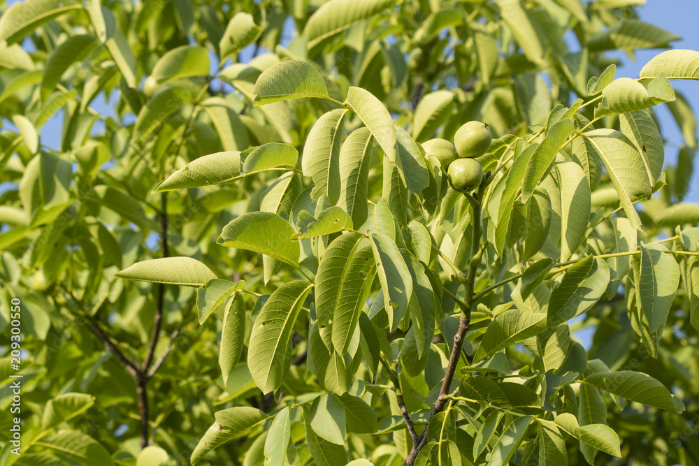 Green nut fruit on a tree. Green nut fruit on a tree.