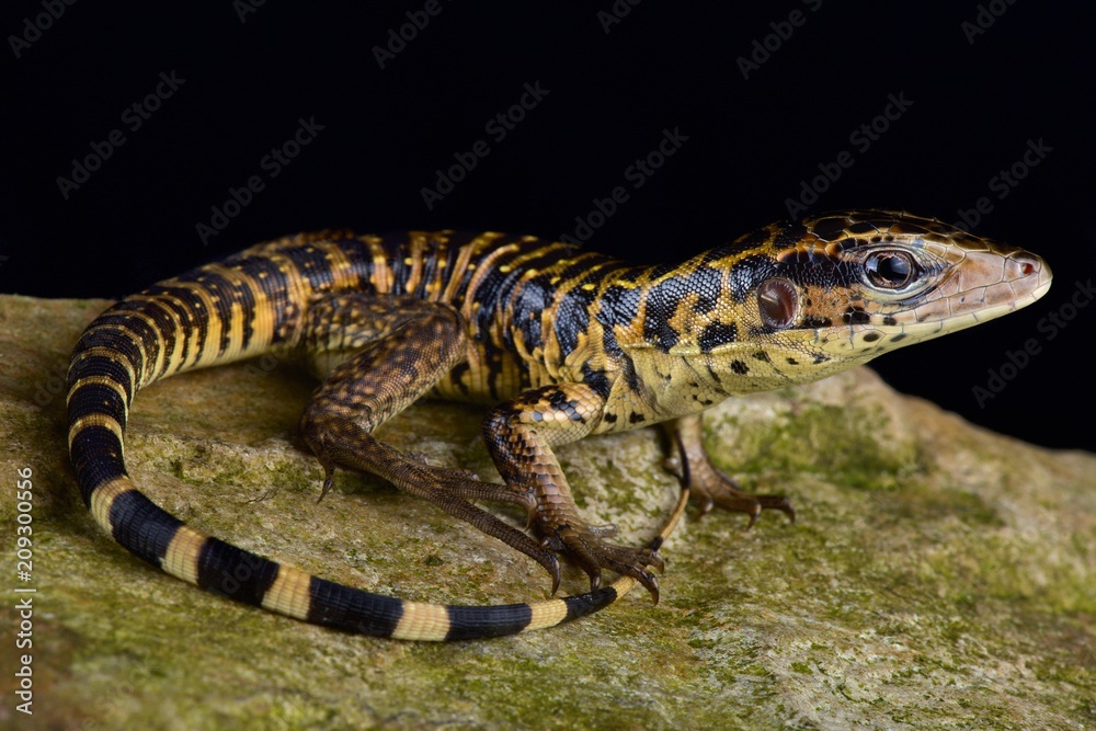 Naklejka premium Golden tegu (Tupinambis teguixin)