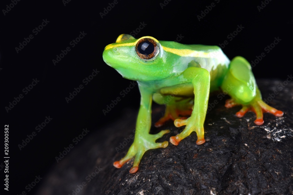 Riggenbach's reed frog (Hyperolius riggenbachi) Riggenbach's reed frog (Hyperolius riggenbachi)