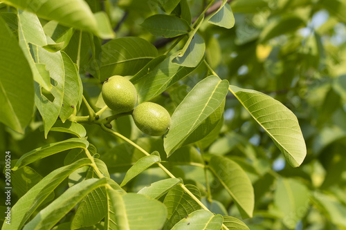 Green nut fruit on a tree. photo