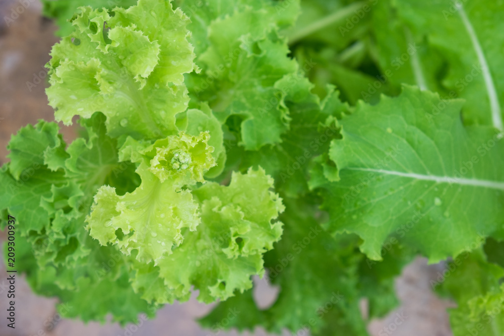 Lactuca sativa Lactuca sativa
