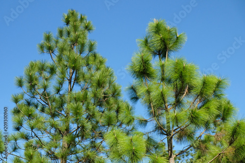 Merkus pine