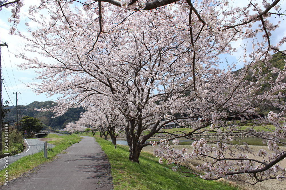 青野川の桜並木