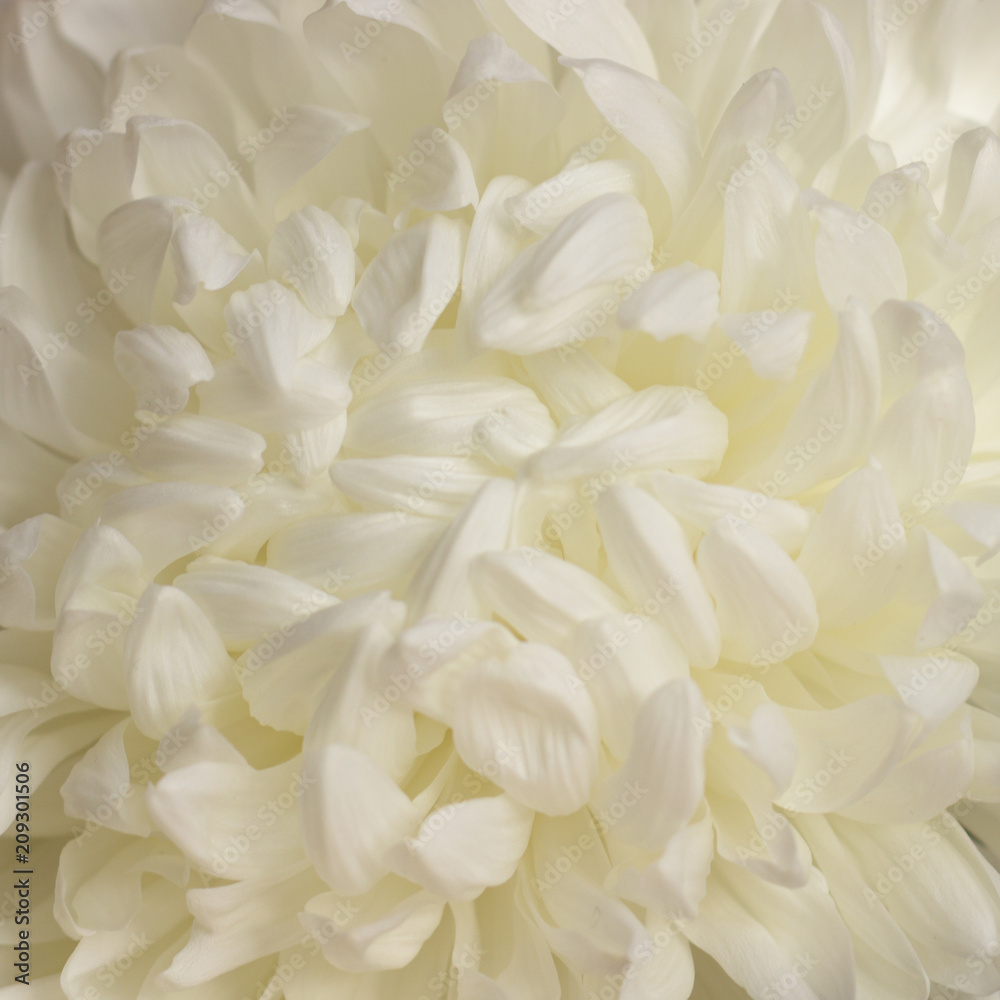 White chrysanthemum close-up, delicate wedding background White chrysanthemum close-up, delicate wedding background