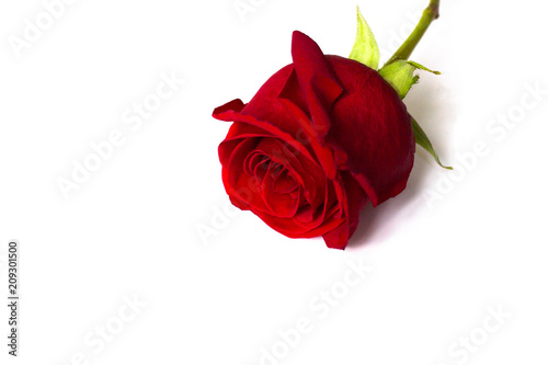 Fototapeta Naklejka Na Ścianę i Meble -  Red rose Bud lying on a white background close-up, isolate