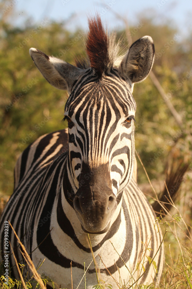Naklejka premium Close-up of Zebra 