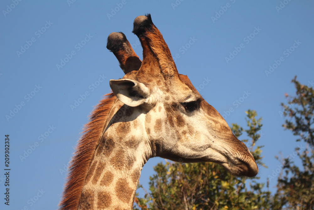 Close-up on Giraffe Close-up on Giraffe