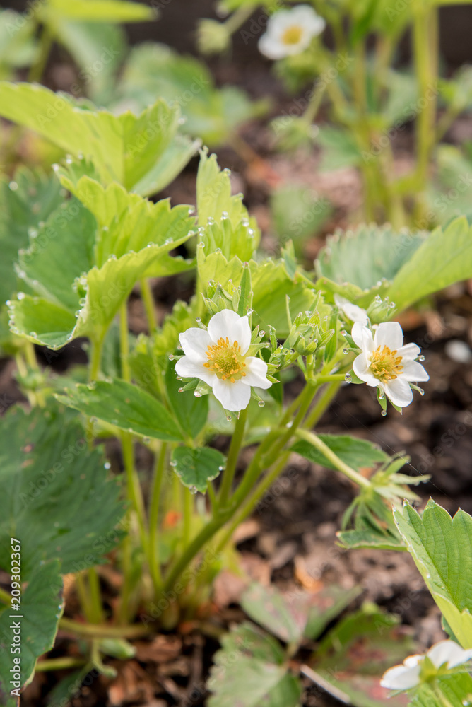 White flowers garden strawberries in the morning in droplets of dew and in sunlight White flowers garden strawberries in the morning in droplets of dew and in sunlight